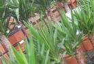 Bowenfelsplant-nursery-10.jpg; ?>