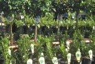Bowenfelsplant-nursery-14.jpg; ?>