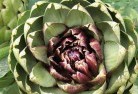 Bowenfelsplant-nursery-1.jpg; ?>
