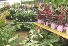 Bowenfelsplant-nursery-7.jpg; ?>